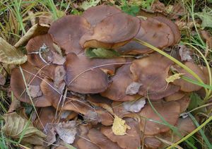 Líha obrněná - Lyophyllum loricatum (Fr.) Kúhner