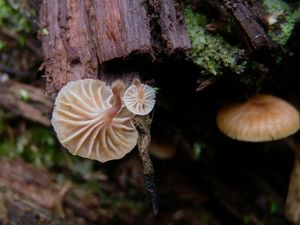 Kalichovka zvonečková - Xeromphalina campanella (Batsch) Kühner & Maire 1934