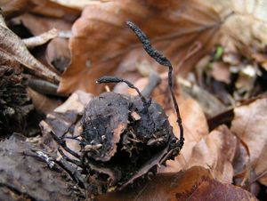 Dřevnatka číškomilná - Xylaria carpophila ( Pers. ) Fr.