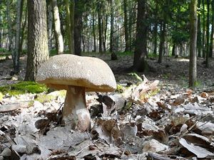 Klikni pro velký obrázek