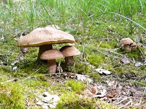 Klikni pro velký obrázek