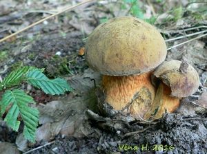 Klikni pro velký obrázek