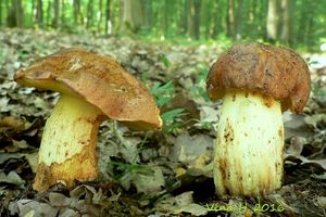 Klikni pro velký obrázek