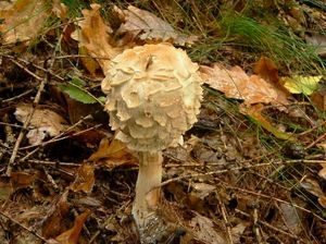 Bedla červenající - Chlorophyllum rachodes (Vittad.) Vellinga 2002