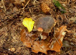 Klikni pro velký obrázek