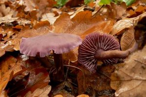Lakovka ametystová - Laccaria amethystina Cooke 1884