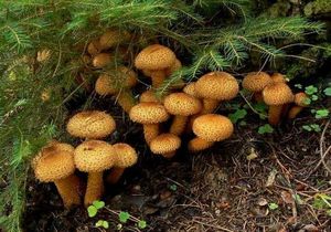 Šupinovka kostrbatá - Pholiota squarrosa (Vahl) P. Kumm. 1871