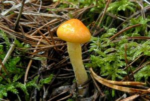 Šťavnatka zlatá - Hygrophorus hypothejus var. aureus (Arrhenius) Fr.