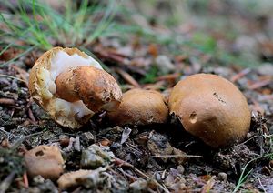 Klikni pro velký obrázek