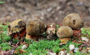 Klikni pro velký obrázek