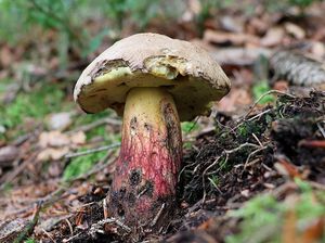 Klikni pro velký obrázek