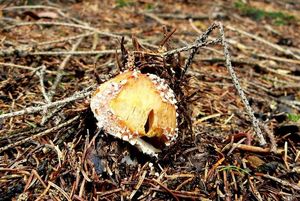 Klikni pro velký obrázek