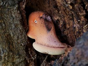 Klikni pro velký obrázek