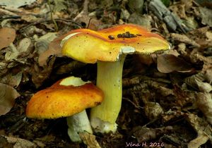 Klikni pro velký obrázek