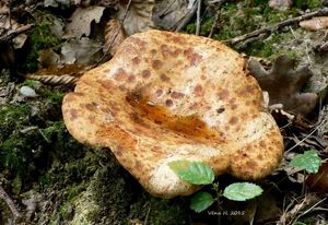 Klikni pro velký obrázek