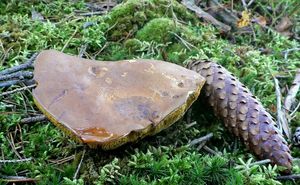 Klikni pro velký obrázek