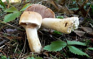 Klikni pro velký obrázek