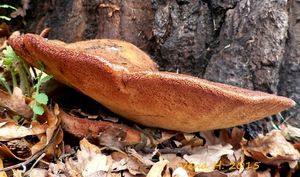 Klikni pro velký obrázek