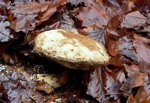 Klikni pro velký obrázek