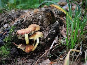 Klikni pro velký obrázek