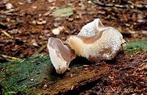 Rosolozub huspenitý - Pseudohydnum gelatinosum (Scop.) P. Karst. 1868