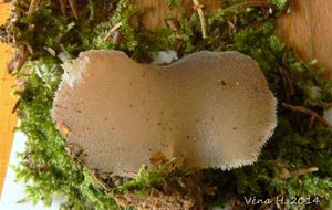 Rosolozub huspenitý - Pseudohydnum gelatinosum (Scop.) P. Karst. 1868