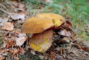 Klikni pro velký obrázek