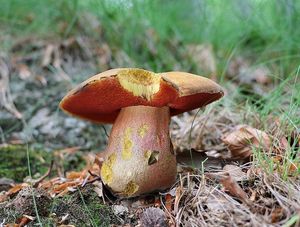 Klikni pro velký obrázek