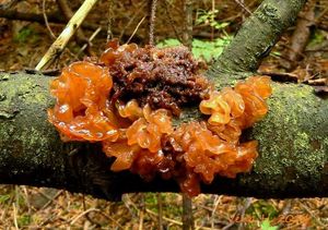 Rosolovka listovitá - Tremella foliacea Pers. 1800