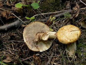 Klouzek slizký - Suillus aeruginascens (Opat.) Snell