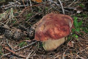 Klikni pro velký obrázek