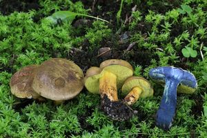 Klikni pro velký obrázek