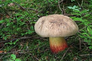 Klikni pro velký obrázek