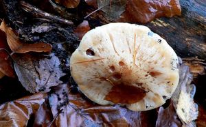 Klikni pro velký obrázek