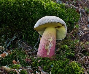 Klikni pro velký obrázek