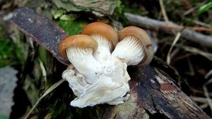 Klikni pro velký obrázek