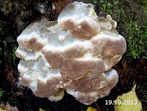 Klikni pro velký obrázek