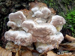 Klikni pro velký obrázek