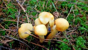 Klikni pro velký obrázek