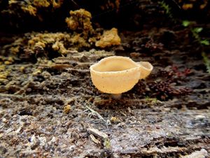 Klikni pro velký obrázek