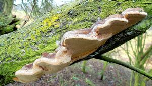 Ohňovec ovocný - Phellinus pomaceus (Pers.) Maire