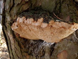 Ohňovec borový - Phellinus pini (Brot.) Bondartsev & Singer