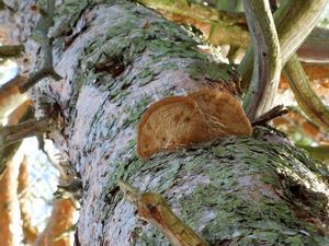 Ohňovec borový - Phellinus pini (Brot.) Bondartsev & Singer