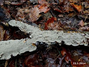 Klikni pro velký obrázek