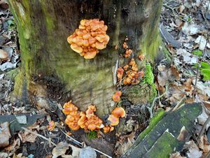 Klikni pro velký obrázek