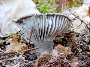 Šťavnatka březnovka - Hygrophprus marzuolus