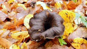 Stroček trubkovitý - Craterellus cornucopioides (L.) Pers. 1825