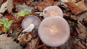 Čirůvka fialová - Lepista nuda (Bull.) Cooke 1871
