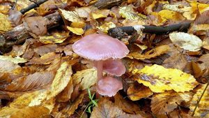 Klikni pro velký obrázek