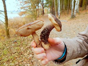 Klikni pro velký obrázek